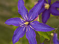 Clematis Rhapsody IMG_7129 Powojnik